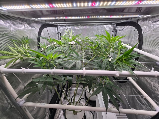 Grow 3 — flower, day 18