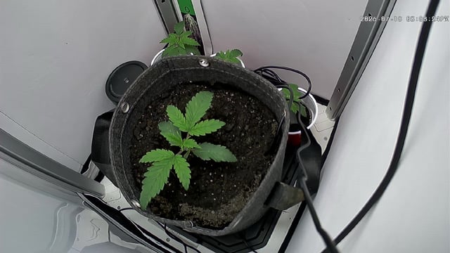 Blue Dream — vegetative, day 17