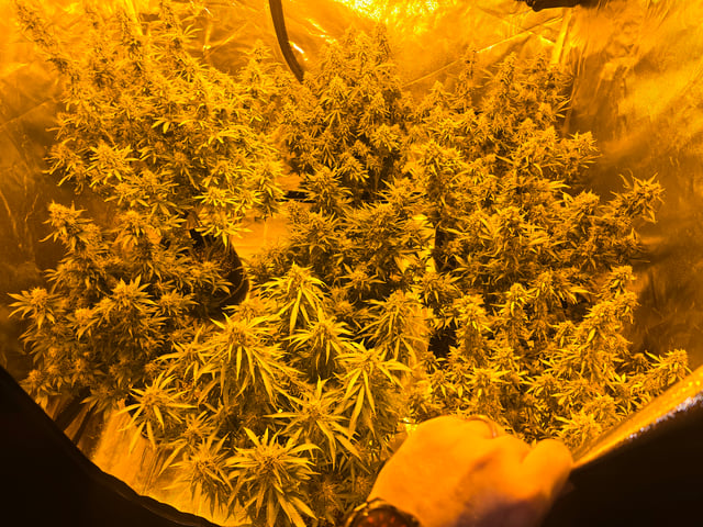 2nd Autoflower Indoor Grow — flower, day 91