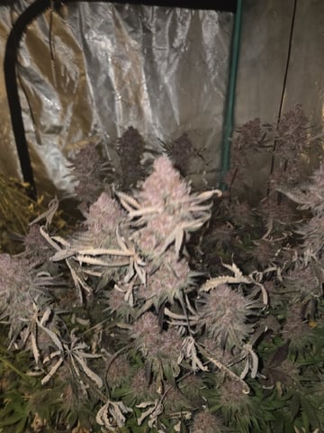 Relentless Genetics Trop Cherry S1 — harvest, day 87
