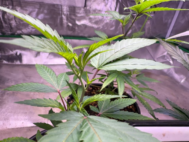 Green Gelato — vegetative, day 2