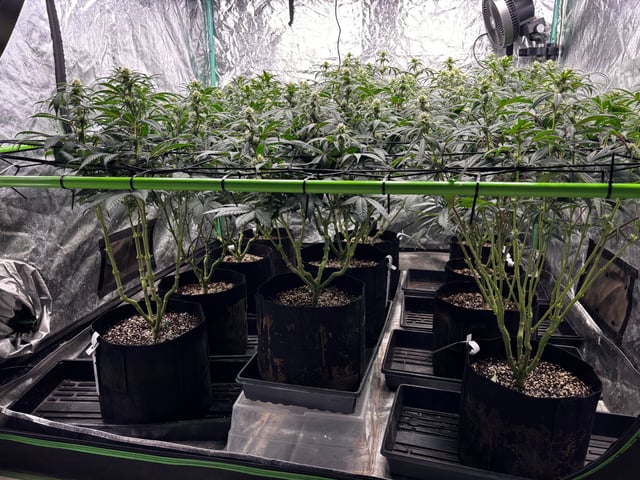 Pink Passion Fruit — flower, day 68