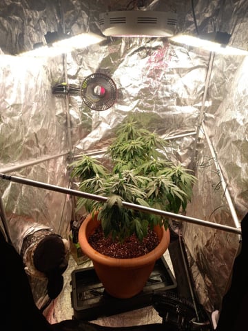( Guava Dawg × Sour Tangie ) F2 — flower, day 2
