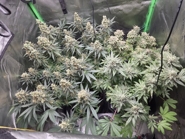 White Widow + Papaya Bomb