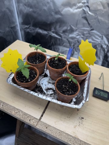 Grow #2 — seedling_rooting, day 19