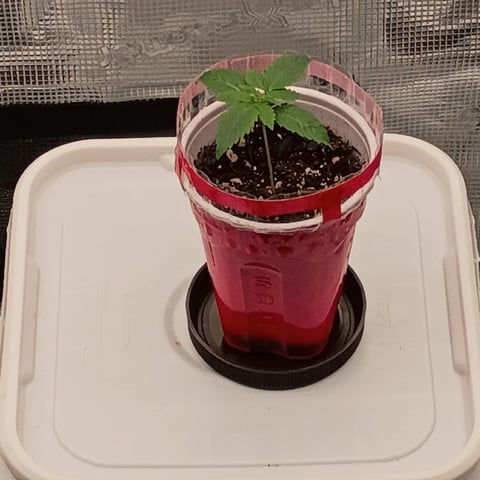 TentPlantLightFan — seedling_rooting, day 14