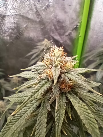 All Aboard!!! — flower, day 114