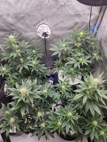 Rings of Saturn & Ghostboosters - Apollo Haze Artisanal Line — flower, day 48