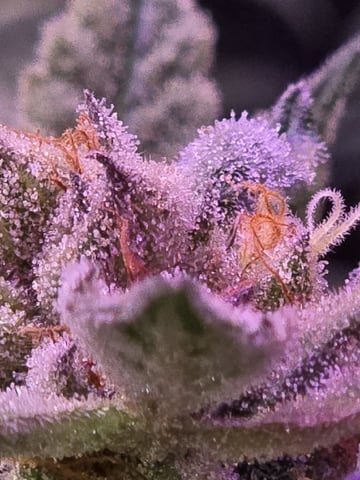 4 strains in 1 tent — flower, day 122