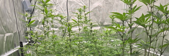 OG Kush  — seedling_rooting, day 5