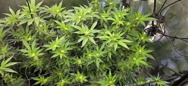 Ace Killer OG — flower, day 51