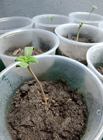 Indoor 🇲🇽 — seedling_rooting, day 1