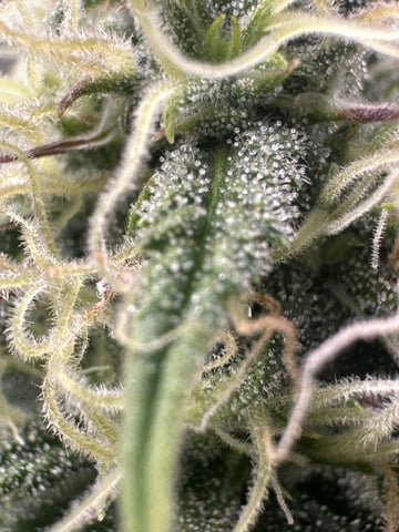 Pine (Auto) 2025 - 0 — flower, day 70