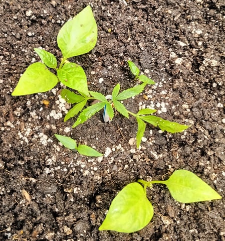 OG KUSH — vegetative, day 50