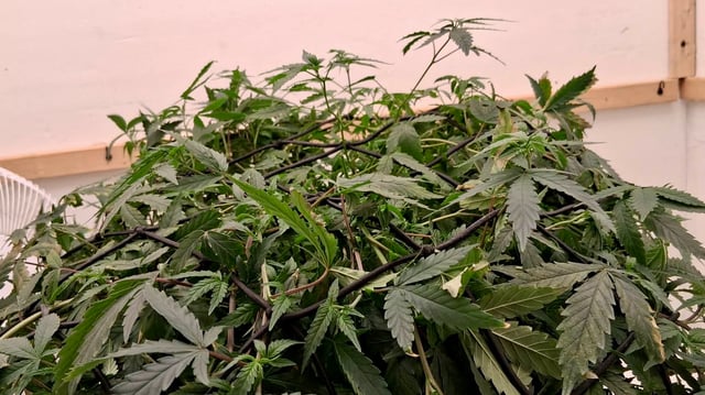 Here We Go Again 😎, This Should Be Good. 🤞👁️👁🤞 — grow_setup, day 1