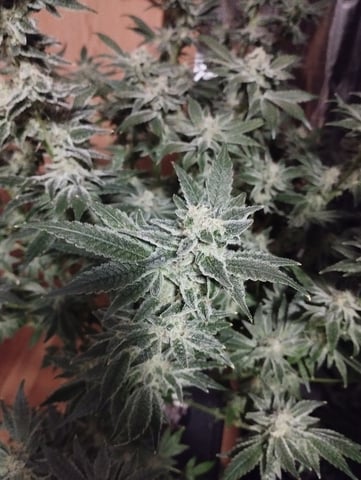 First Grow - - - Hydroponic - - - Roswell Code (2 plants)  — flower, day 43