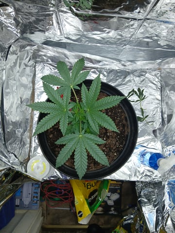 1st Grow — vegetative, day 18