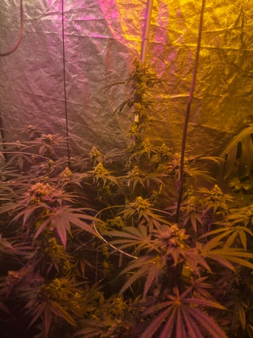 fruitstripe-x-breathworks VS Tropical cherry vs kush cake. vs og haze — flower, day 97