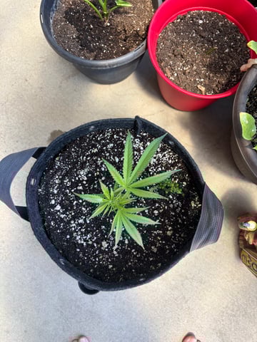 Poison Rainbows — vegetative, day 92