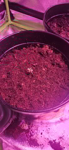 blue dream first grow  — seedling_rooting, day 1