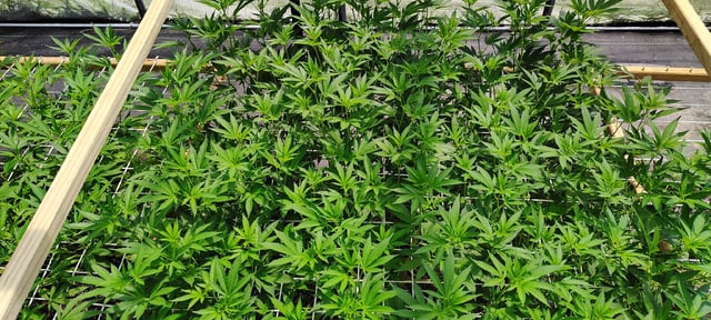 Outdoor 2026 — vegetative, day 53