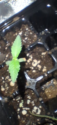 Free Seeds — seedling_rooting, day 19