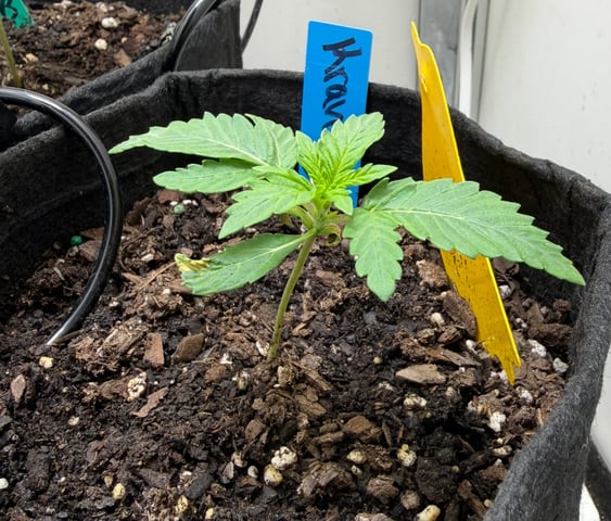 Midsummer Outdoor — vegetative, day 10