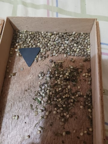 4th grow  — vegetative, day 142