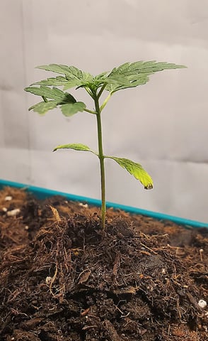 Plant 10A — vegetative, day 16