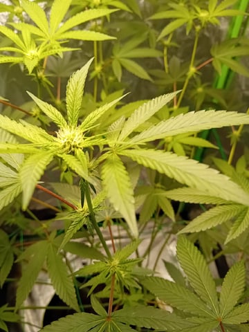 Blanco  — grow_setup, day 1