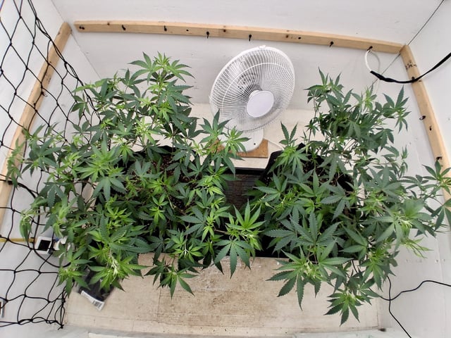 Blueberry Muffin  — vegetative, day 3