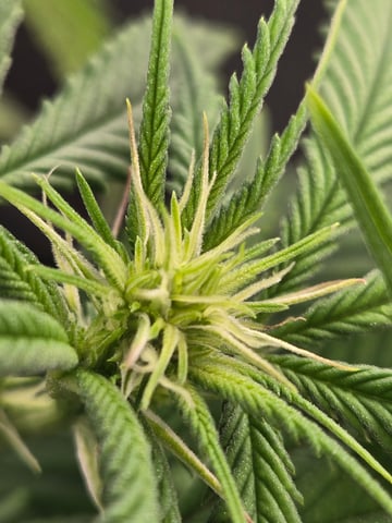 First Grow — flower, day 76