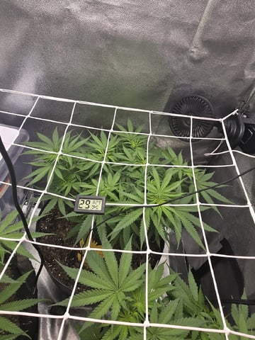 first grow second plant  — flower, day 53
