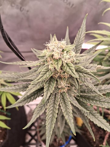 fruity pebbles, cap junky — flower, day 100