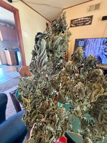 Blue Dream — done, day 121