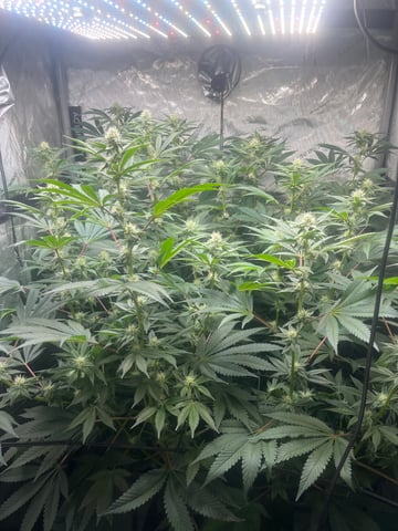 Hollywood — flower, day 45