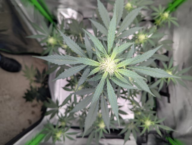 First Grow — flower, day 43