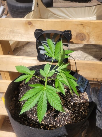 Clones And Hermie Seeds — vegetative, day 34