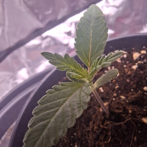 zupreme lime — vegetative, day 6