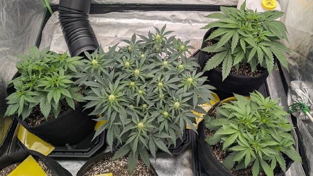 Perpetual Autoflower Mixed Grow #3 — germination, day 31