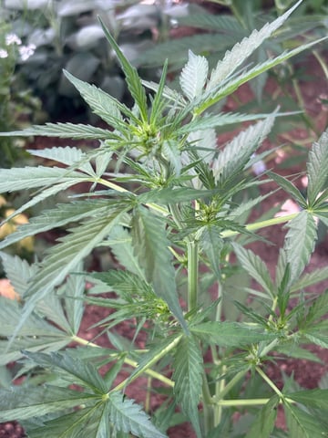 new seeds grow #2 — flower, day 50