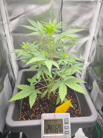 test 1 vanilla gelato — vegetative, day 22