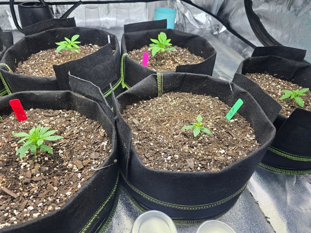 3rd Auto Grow — seedling_rooting, day 33