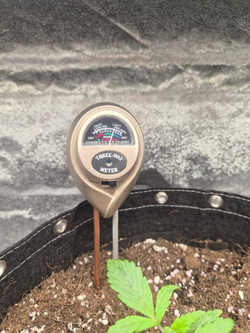 I'll get it right — seedling_rooting, day 18
