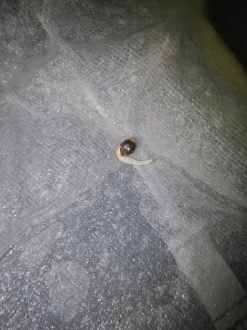 round 2 — germination, day 1