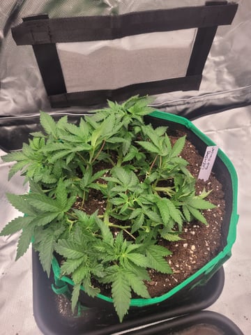 chemdog  — vegetative, day 16