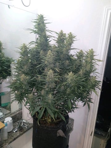gorilla cookies  — flower, day 46
