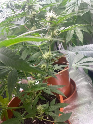 2nd Try — flower, day 66