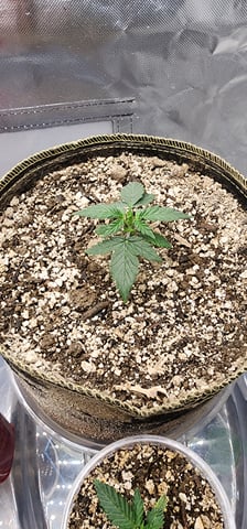 El Chemi Kiwi autoflower  — vegetative, day 7