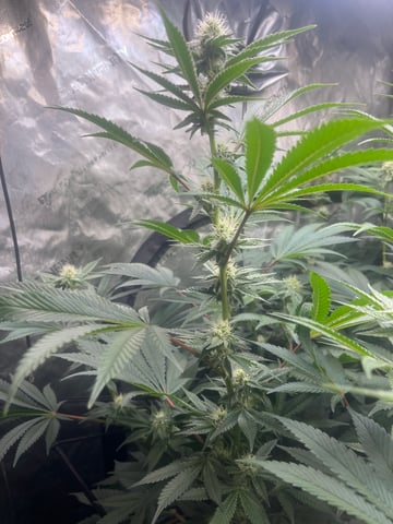 Hollywood — flower, day 45